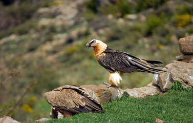 Gypaète barbu, jeune,Gypaetus barbatus, Bearded Vulture, Vautour fauve, Gyps fulvus, Griffon Vulture,  Pyrénées