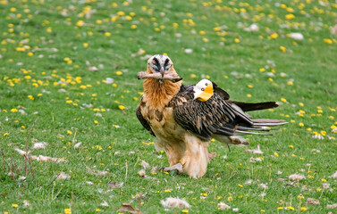 Gypaète barbu,Gypaetus barbatus, Bearded Vulture, Pyrénées
