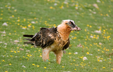 Gypaète barbu,Gypaetus barbatus, Bearded Vulture, Pyrénées