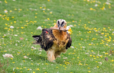 Gypaète barbu,Gypaetus barbatus, Bearded Vulture, Pyrénées