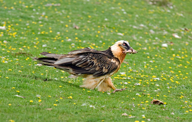 Gypaète barbu,Gypaetus barbatus, Bearded Vulture, Pyrénées