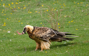 Gypaète barbu,Gypaetus barbatus, Bearded Vulture, Pyrénées