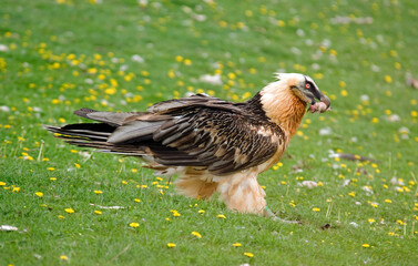 Gypaète barbu,Gypaetus barbatus, Bearded Vulture, Pyrénées