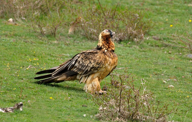 Gypaète barbu,
Gypaetus barbatus, Bearded Vulture, Pyrénées