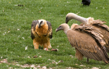 Gypaète barbu, jeune,Gypaetus barbatus, Bearded Vulture, Vautour fauve, Gyps fulvus, Griffon Vulture,  Pyrénées