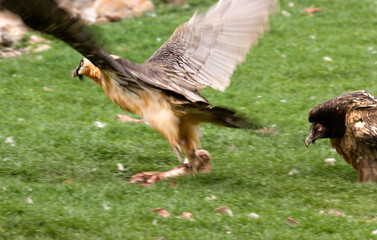 Gypaète barbu,Gypaetus barbatus, Bearded Vulture, Pyrénées