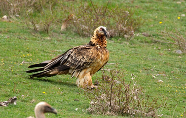 Gypaète barbu, jeune,Gypaetus barbatus, Bearded Vulture, Vautour fauve, Gyps fulvus, Griffon Vulture,  Pyrénées