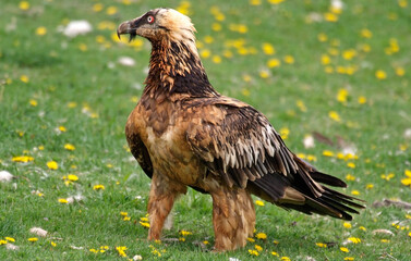 Gypaète barbu,Gypaetus barbatus, Bearded Vulture, Pyrénées