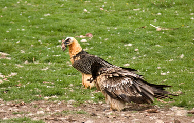 Gypaète barbu,Gypaetus barbatus, Bearded Vulture, Pyrénées