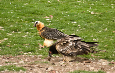 Gypaète barbu,Gypaetus barbatus, Bearded Vulture, Pyrénées