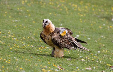 Gypaète barbu,Gypaetus barbatus, Bearded Vulture, Pyrénées