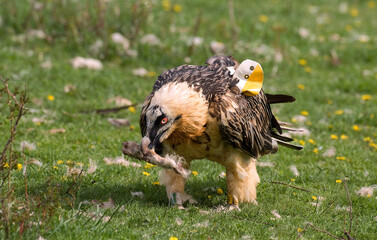Gypaète barbu,Gypaetus barbatus, Bearded Vulture, Pyrénées
