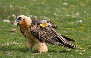 Fototapeta premium Gypaète barbu, Gypaetus barbatus, Bearded Vulture, Pyrénées