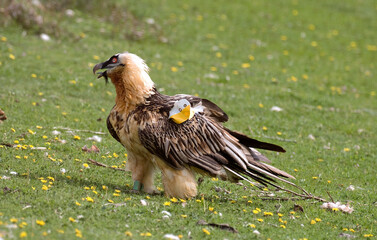 Gypaète barbu,Gypaetus barbatus, Bearded Vulture, Pyrénées