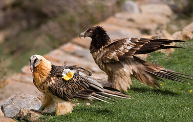 Gypaète barbu,Gypaetus barbatus, Bearded Vulture, Pyrénées