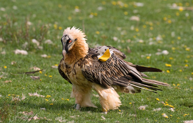 Gypaète barbu,Gypaetus barbatus, Bearded Vulture, Pyrénées