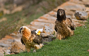 Gypaète barbu,Gypaetus barbatus, Bearded Vulture, Pyrénées