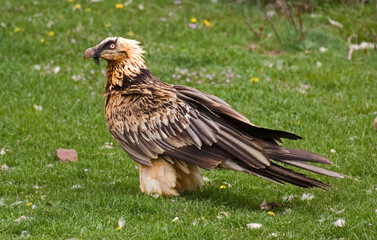 Gypaète barbu,Gypaetus barbatus, Bearded Vulture, Pyrénées