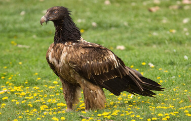 Gypaète barbu,Gypaetus barbatus, Bearded Vulture, Pyrénées
