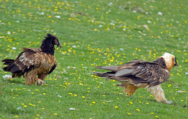 Gypaète barbu,Gypaetus barbatus, Bearded Vulture, Pyrénées