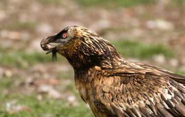 Gypaète barbu,Gypaetus barbatus, Bearded Vulture, Pyrénées