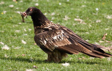 Gypaète barbu,Gypaetus barbatus, Bearded Vulture, Pyrénées