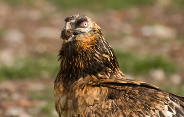 Gypaète barbu,Gypaetus barbatus, Bearded Vulture, Pyrénées