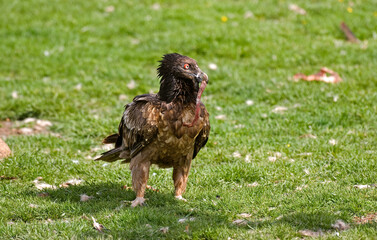 Gypaète barbu,Gypaetus barbatus, Bearded Vulture, Pyrénées