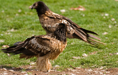 Gypaète barbu,
Gypaetus barbatus, Bearded Vulture, Pyrénées