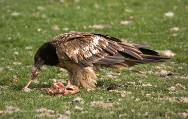 Gypaète barbu,Gypaetus barbatus, Bearded Vulture, Pyrénées
