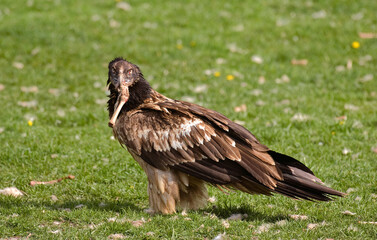 Gypaète barbu,Gypaetus barbatus, Bearded Vulture, Pyrénées