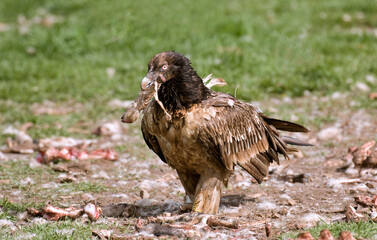 Gypaète barbu,Gypaetus barbatus, Bearded Vulture, Pyrénées