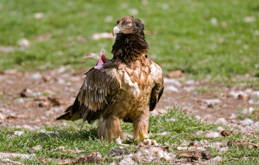 Gypaète barbu,Gypaetus barbatus, Bearded Vulture, Pyrénées