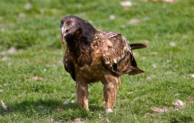 Gypaète barbu,Gypaetus barbatus, Bearded Vulture, Pyrénées