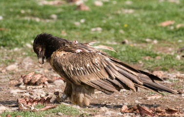 Gypaète barbu,Gypaetus barbatus, Bearded Vulture, Pyrénées
