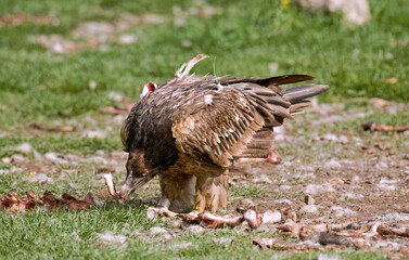 Gypaète barbu,Gypaetus barbatus, Bearded Vulture, Pyrénées