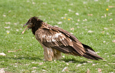 Gypaète barbu,Gypaetus barbatus, Bearded Vulture, Pyrénées