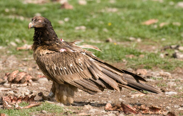 Gypaète barbu,Gypaetus barbatus, Bearded Vulture, Pyrénées