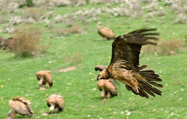 Gypaète barbu, jeune,Gypaetus barbatus, Bearded Vulture, Vautour fauve, Gyps fulvus, Griffon Vulture,  Pyrénées
