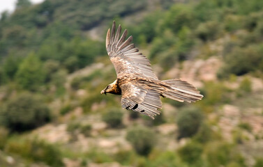 Gypaète barbu,Gypaetus barbatus, Bearded Vulture, Pyrénées