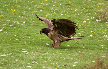 Gypaète barbu,Gypaetus barbatus, Bearded Vulture, Pyrénées