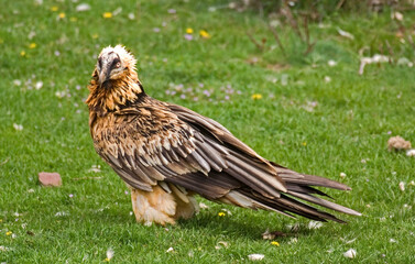 Gypaète barbu,Gypaetus barbatus, Bearded Vulture, Pyrénées
