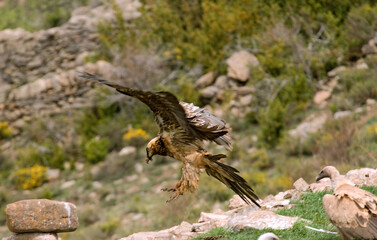 Gypaète barbu,Gypaetus barbatus, Bearded Vulture, Pyrénées