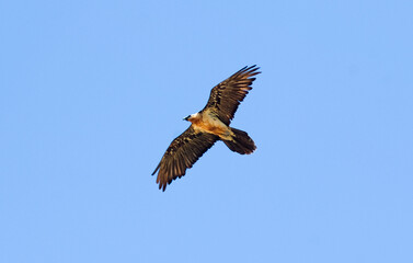 Gypaète barbu,
Gypaetus barbatus, Bearded Vulture, Pyrénées