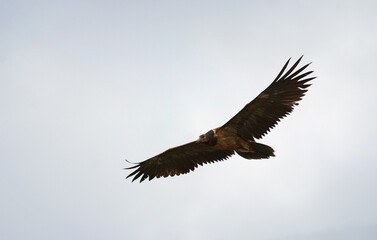 Obraz premium Gypaète barbu, jeune, Gypaetus barbatus, Bearded Vulture, Pyrénées