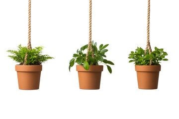 Potted Plants in the Air: Three charming clay pots, each adorned with a verdant plant and suspended gracefully by sturdy rope, offer a glimpse of natural elegance.