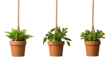 Potted Plants in the Air: Three charming clay pots, each adorned with a verdant plant and suspended gracefully by sturdy rope, offer a glimpse of natural elegance.