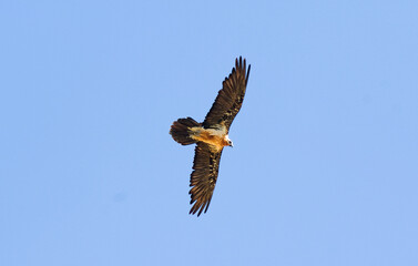 Gypaète barbu,Gypaetus barbatus, Bearded Vulture, Pyrénées