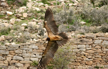 Gypaète barbu, jeune,Gypaetus barbatus, Bearded Vulture, Pyrénées