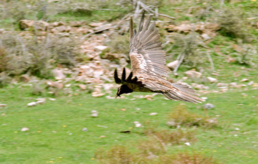 Gypa&egrave;te barbu,Gypaetus barbatus, Bearded Vulture, Pyr&eacute;n&eacute;es